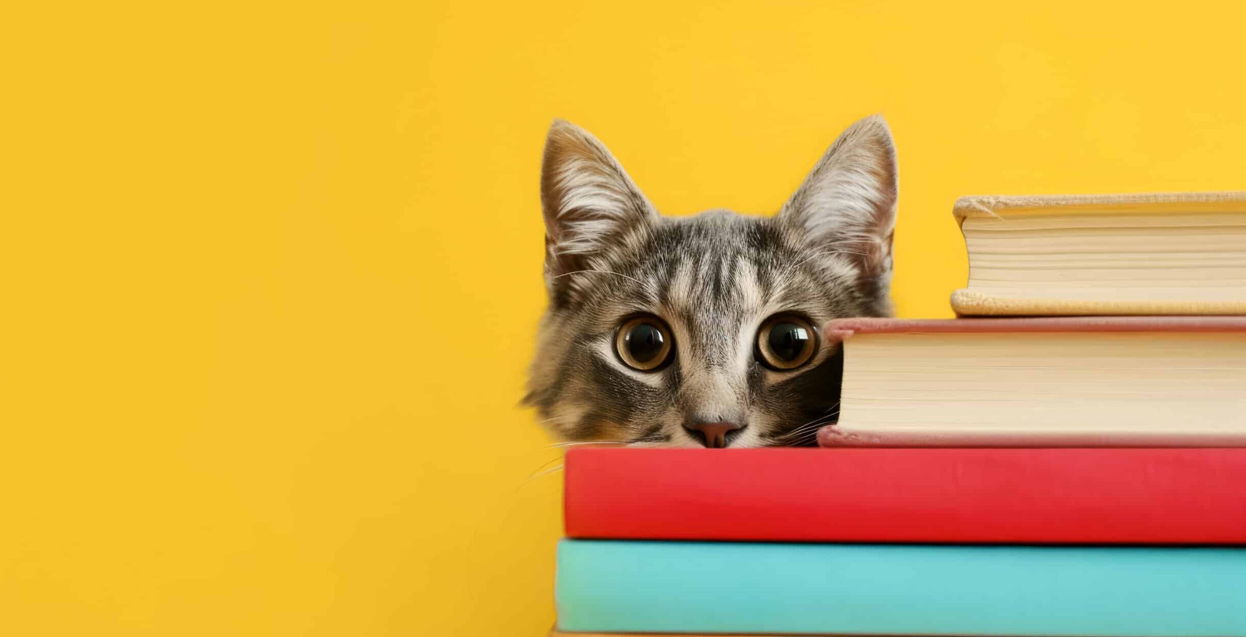 Yellow background with a small cat peering ahead of red and pink books