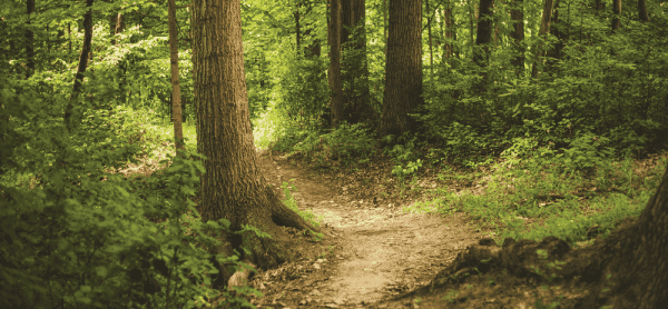 image of a forest trail with trees and greenery